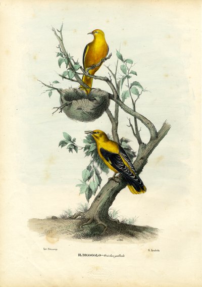 Golden Oriole, 1863-79 by Raimundo Petraroja